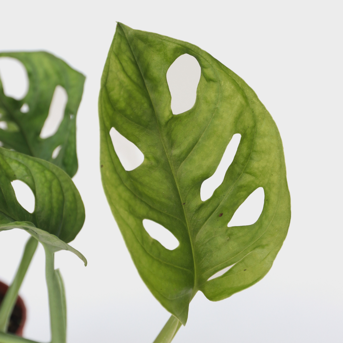 Plante à trous - Set de 2 - Monstera adansonii 'Monkey Mask' - H25-30cm - ⌀12cm