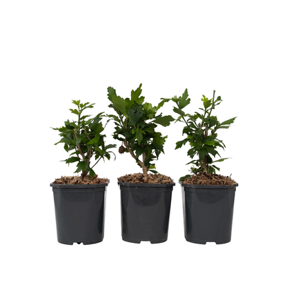Hibiscus de Syrie - Set de 3 - Hibiscus syriacus - Hauteur 25-40cm - ⌀17cm