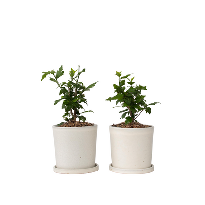 Hibiscus de Syrie - Set de 2 - Hibiscus 'Oiseau Blue' - Hauteur 25-40cm - ⌀17cm