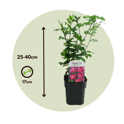 Hibiscus de Syrie - Set de 2 - Hibiscus 'Woodbridge' - Hauteur 25-40cm - ⌀17cm