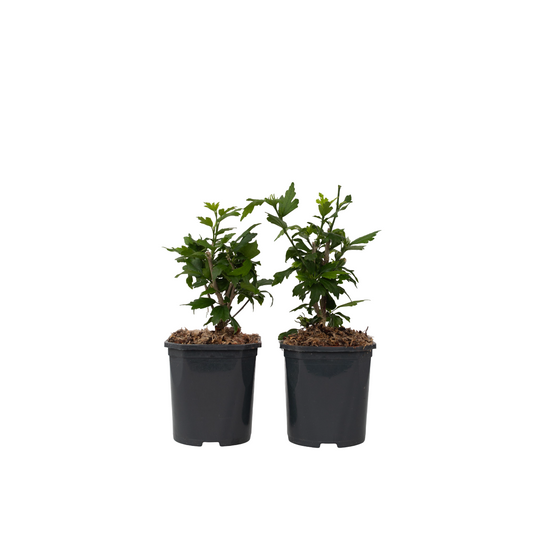 Rose of Sharon - 2 pcs. - Hibiscus 'Woodbridge' - Height 25-40cm - ⌀17cm