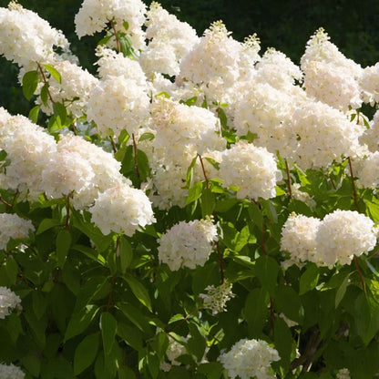 Hortensia - Set de 4 - Hydrangea paniculata 'Grandiflora' - H30-40cm - ⌀17cm