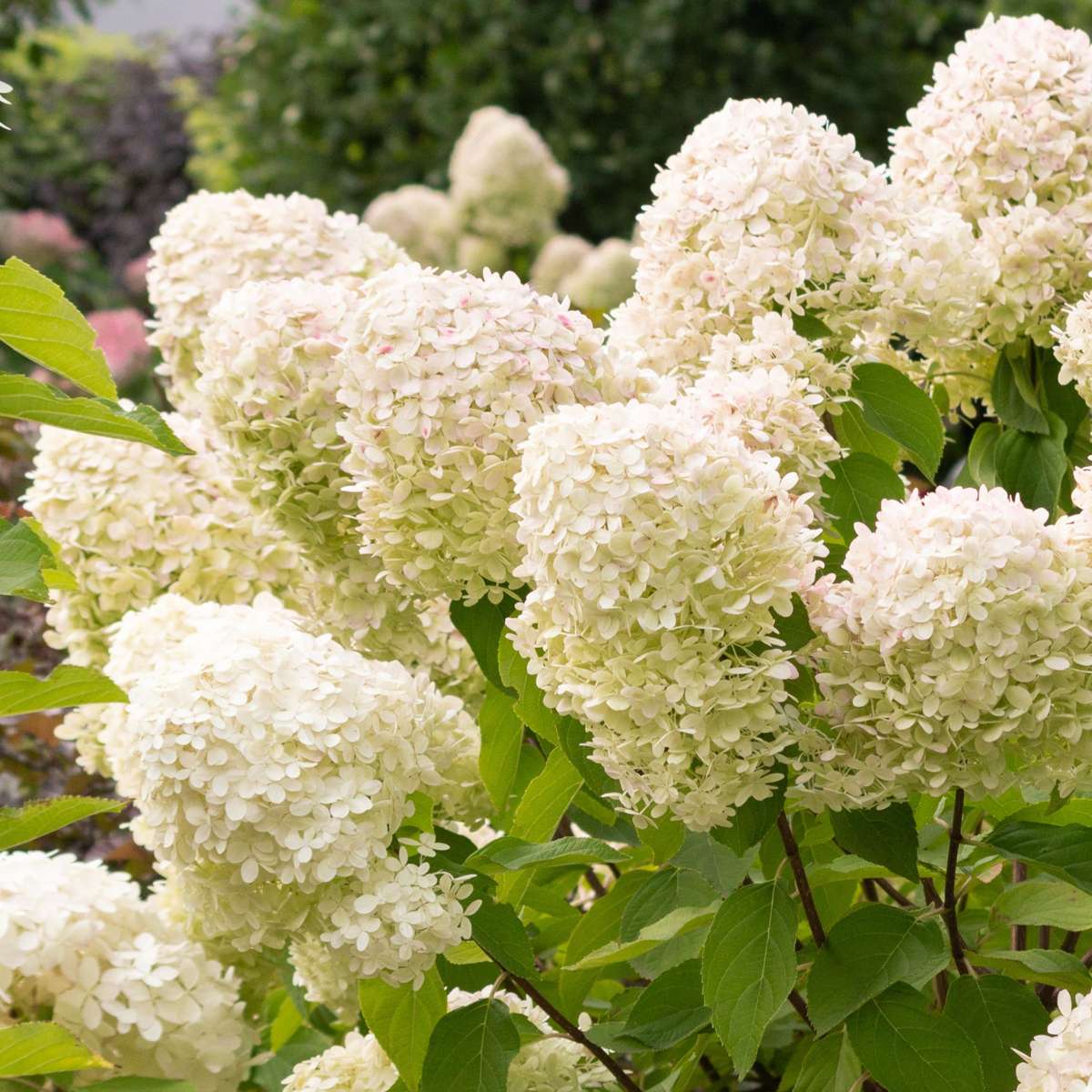 Hortensia - Set de 4 - Hydrangea paniculata 'Grandiflora' - H30-40cm - ⌀17cm