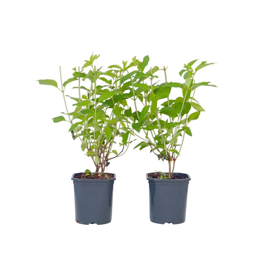 Hortensia - Set de 2 - Hydrangea paniculata 'Grandiflora' - H30-40cm - ⌀17cm