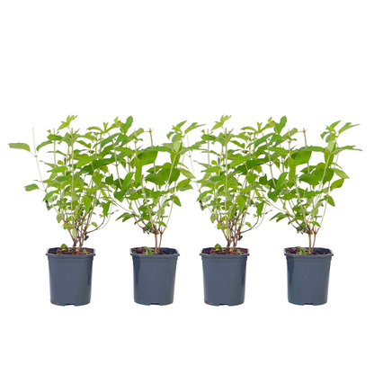 Hortensia - Set de 4 - Hydrangea paniculata 'Grandiflora' - H30-40cm - ⌀17cm