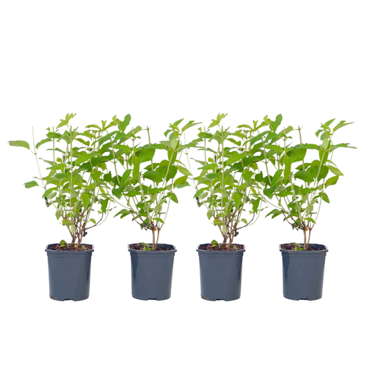Hortensia - Set de 4 - Hydrangea paniculata 'Grandiflora' - H30-40cm - ⌀17cm