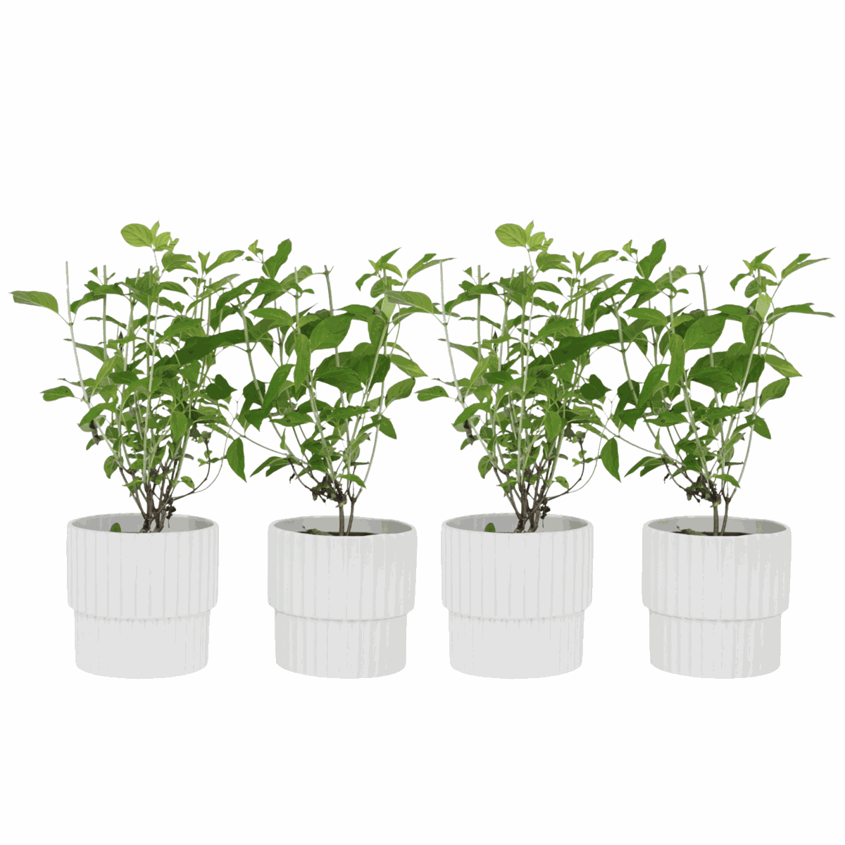 Hortensia - Set de 4 - Hydrangea paniculata 'Grandiflora' - H30-40cm - ⌀17cm