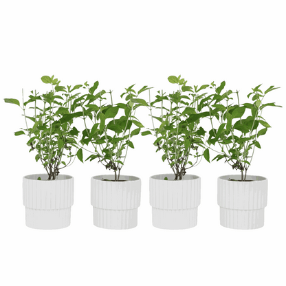 Hortensia - Set de 4 - Hydrangea paniculata 'Grandiflora' - H30-40cm - ⌀17cm
