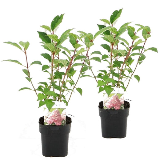 Hortensia - Set de 2 - Hydrangea paniculata 'Pink Diamond' - H30-40cm - ⌀17cm