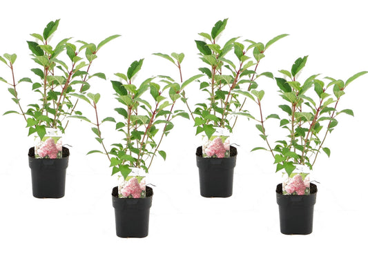 Hortensia - Set de 4 - Hydrangea paniculata 'Pink Diamond' - H30-40cm - ⌀17cm