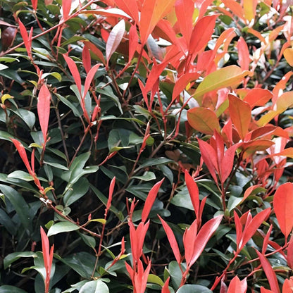 Feuille de noyer - Set de 4 - Photinia fraseri 'Red Robin' - H30-40cm - ⌀17cm