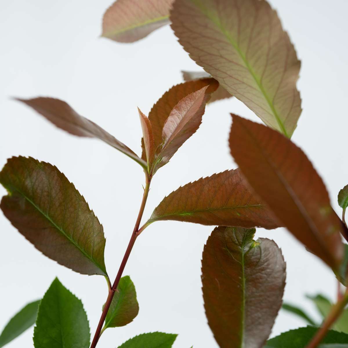 Feuille de noyer - Set de 2 - Photinia fraseri 'Red Robin' - H30-40cm - ⌀17cm
