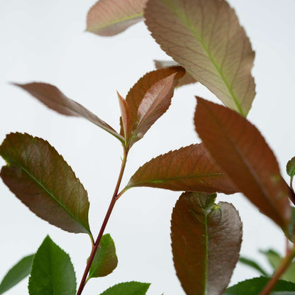 Feuille de noyer - Set de 2 - Photinia fraseri 'Red Robin' - H30-40cm - ⌀17cm