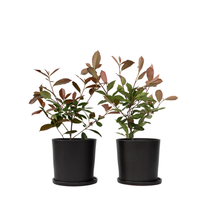 Feuille de noyer - Set de 2 - Photinia fraseri 'Red Robin' - H30-40cm - ⌀17cm