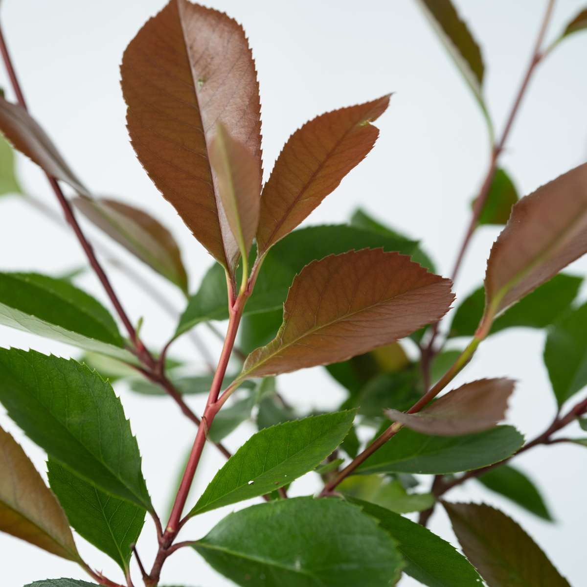 Feuille de noyer - Set de 4 - Photinia fraseri 'Red Robin' - H30-40cm - ⌀17cm
