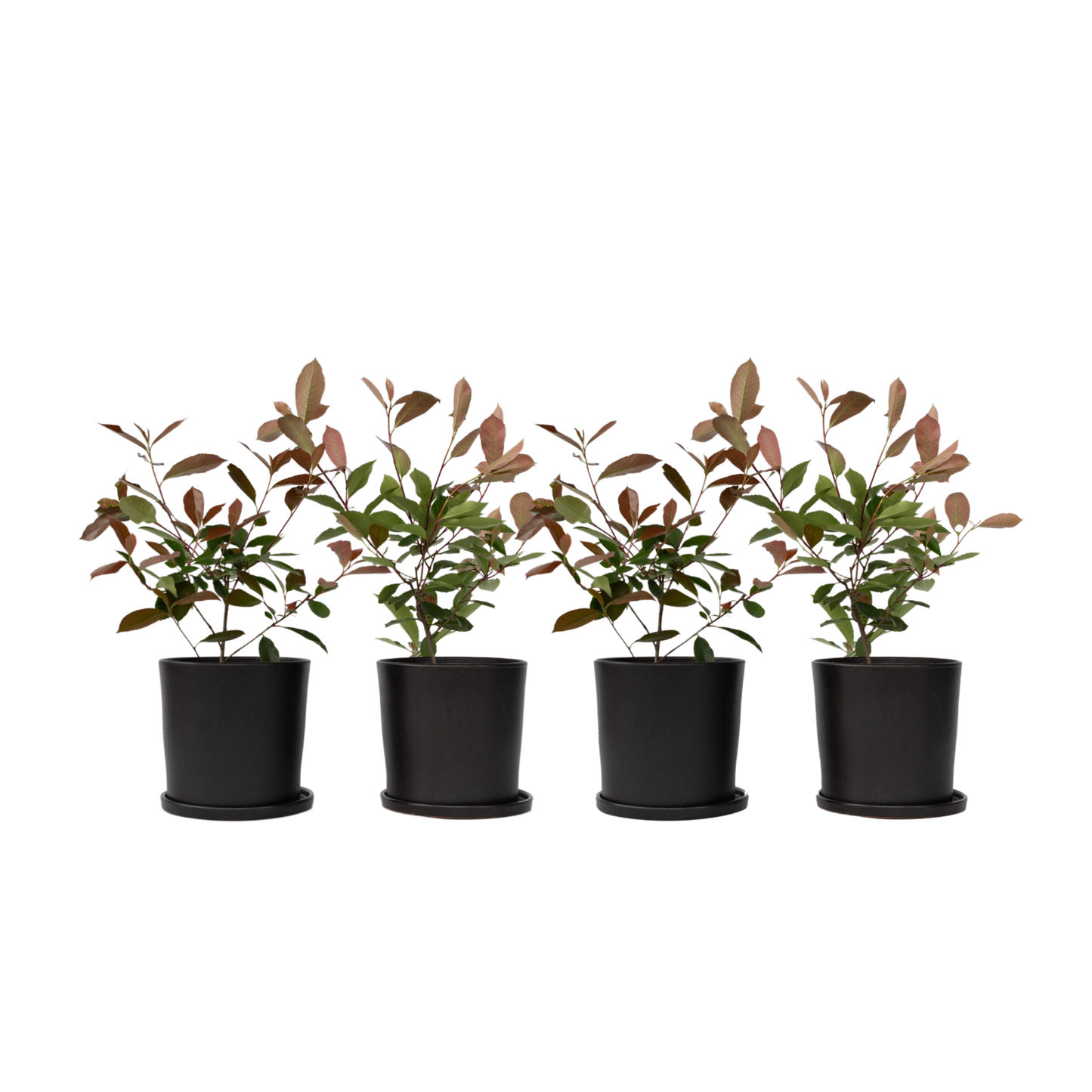 Feuille de noyer - Set de 4 - Photinia fraseri 'Red Robin' - H30-40cm - ⌀17cm