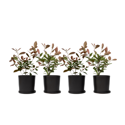 Feuille de noyer - Set de 4 - Photinia fraseri 'Red Robin' - H30-40cm - ⌀17cm