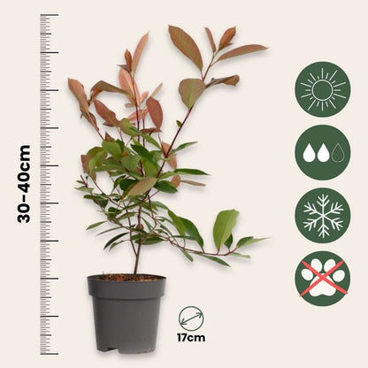 Feuille de noyer - Set de 4 - Photinia fraseri 'Red Robin' - H30-40cm - ⌀17cm