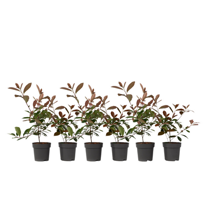 Feuille de noyer - Set de 6 - Photinia fraseri 'Red Robin' - H30-40cm - ⌀17cm