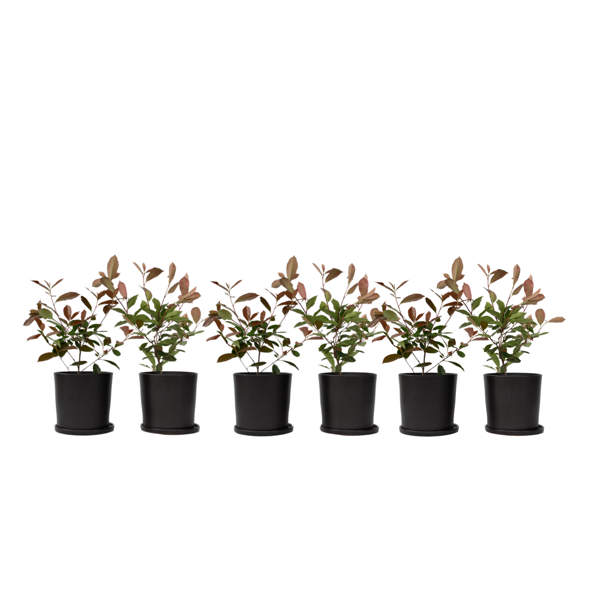 Feuille de noyer - Set de 6 - Photinia fraseri 'Red Robin' - H30-40cm - ⌀17cm