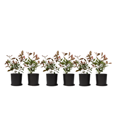 Feuille de noyer - Set de 6 - Photinia fraseri 'Red Robin' - H30-40cm - ⌀17cm