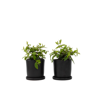 Arbuste à fleurs - Set de 2 - Deutzia 'Strawberry Fields' - H25-40cm - ⌀17cm