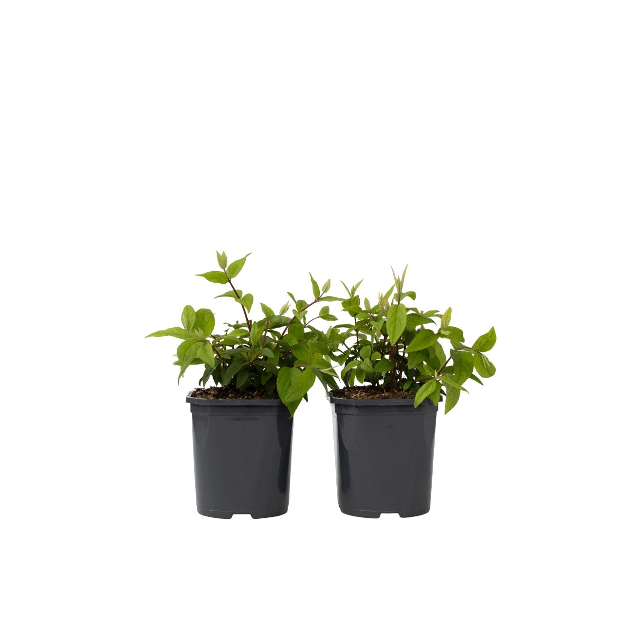 Arbuste à fleurs - Set de 2 - Deutzia 'Strawberry Fields' - H25-40cm - ⌀17cm