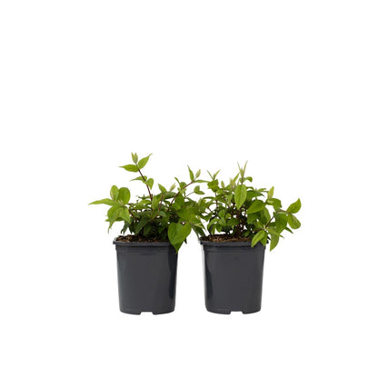Arbuste à fleurs - Set de 2 - Deutzia 'Strawberry Fields' - H25-40cm - ⌀17cm