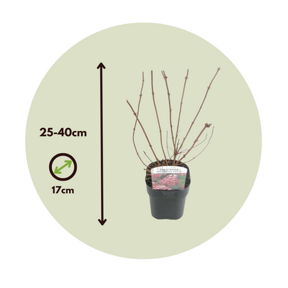 Arbuste à fleurs - Set de 4 - Deutzia 'Strawberry Fields' - H25-40cm - ⌀17cm