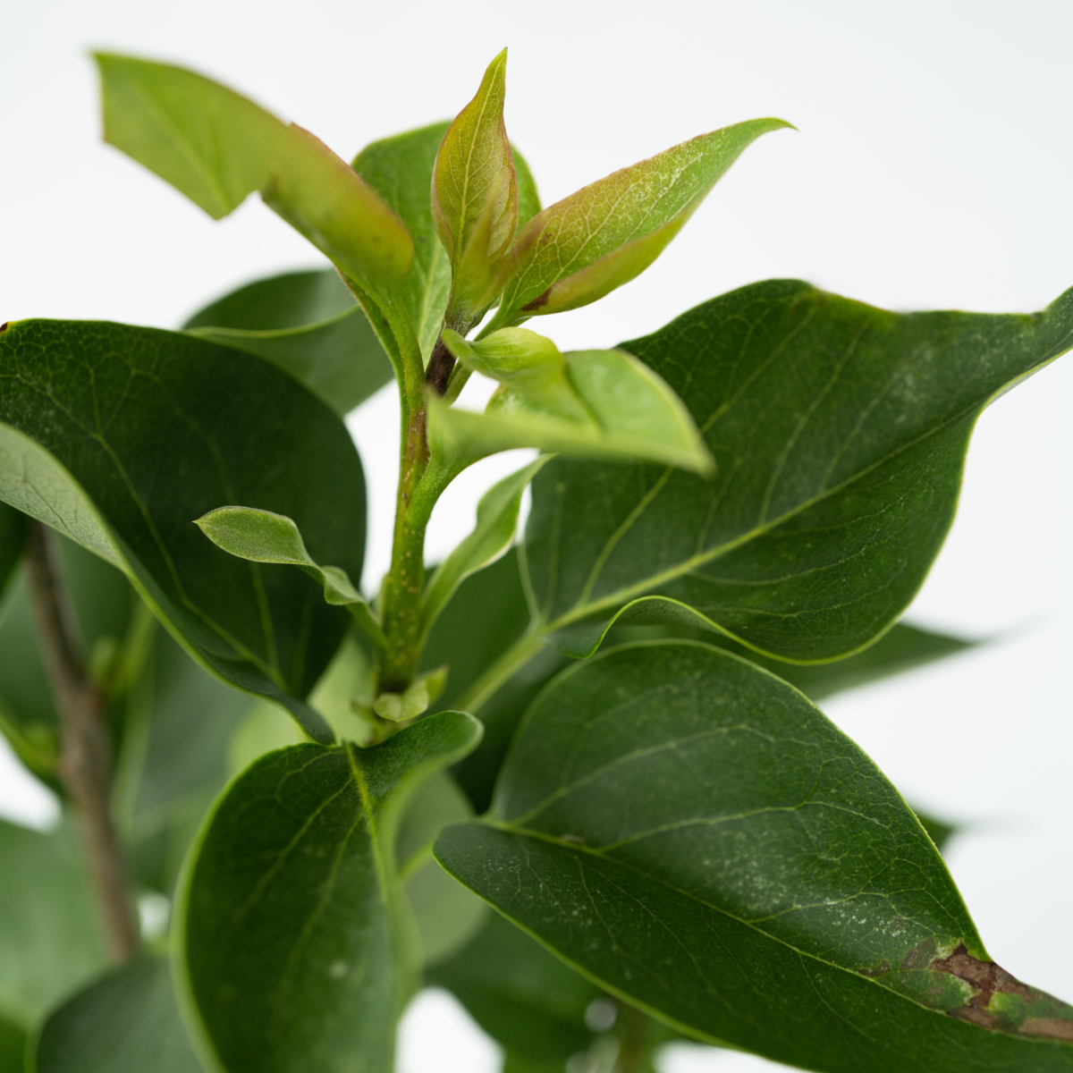 Arbuste à fleurs - Set de 4 - Deutzia 'Strawberry Fields' - H25-40cm - ⌀17cm