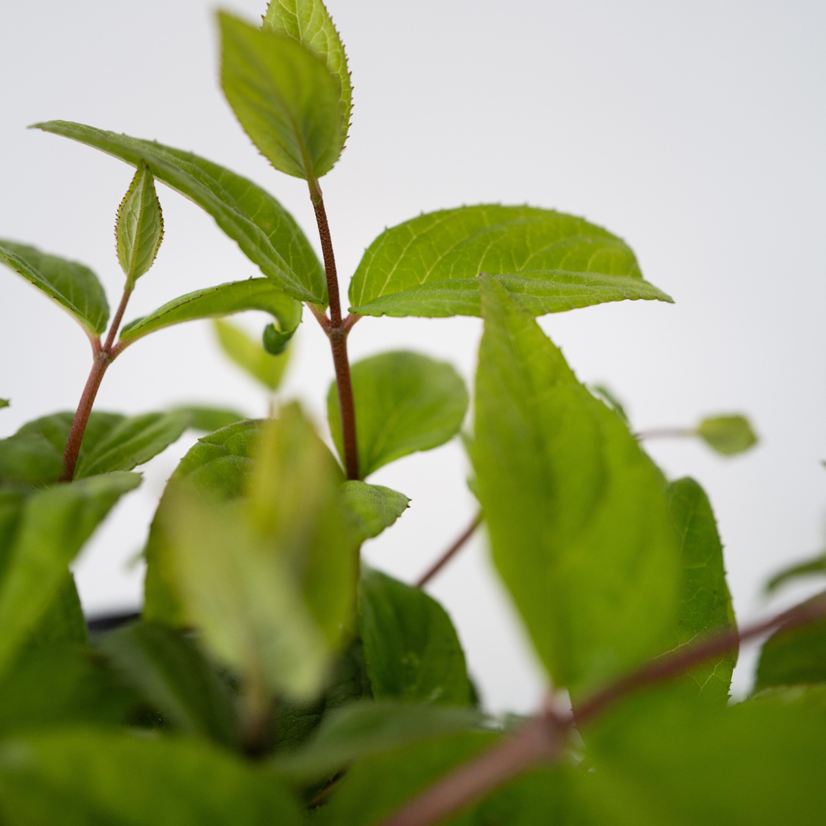 Arbuste à fleurs - Set de 4 - Deutzia 'Strawberry Fields' - H25-40cm - ⌀17cm
