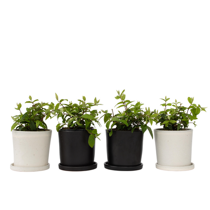 Arbuste à fleurs - Set de 4 - Deutzia 'Strawberry Fields' - H25-40cm - ⌀17cm