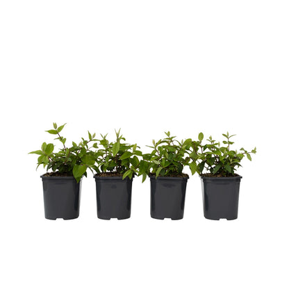 Arbuste à fleurs - Set de 4 - Deutzia 'Strawberry Fields' - H25-40cm - ⌀17cm