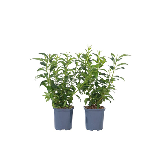 Golden Bells - 2 pcs. - Forsythia intermedia 'Minigold' - Height 25-40cm - ⌀17cm