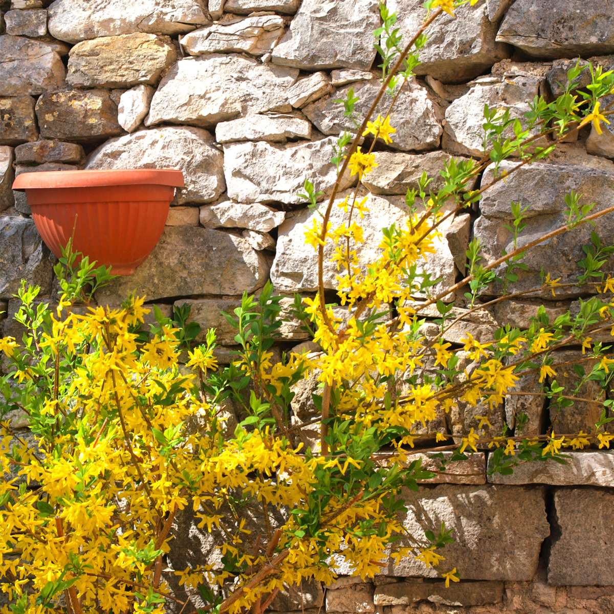 Floraison printemps - Set de 4 - Forsythia 'Minigold' - Hauteur 25-40cm - ⌀17cm