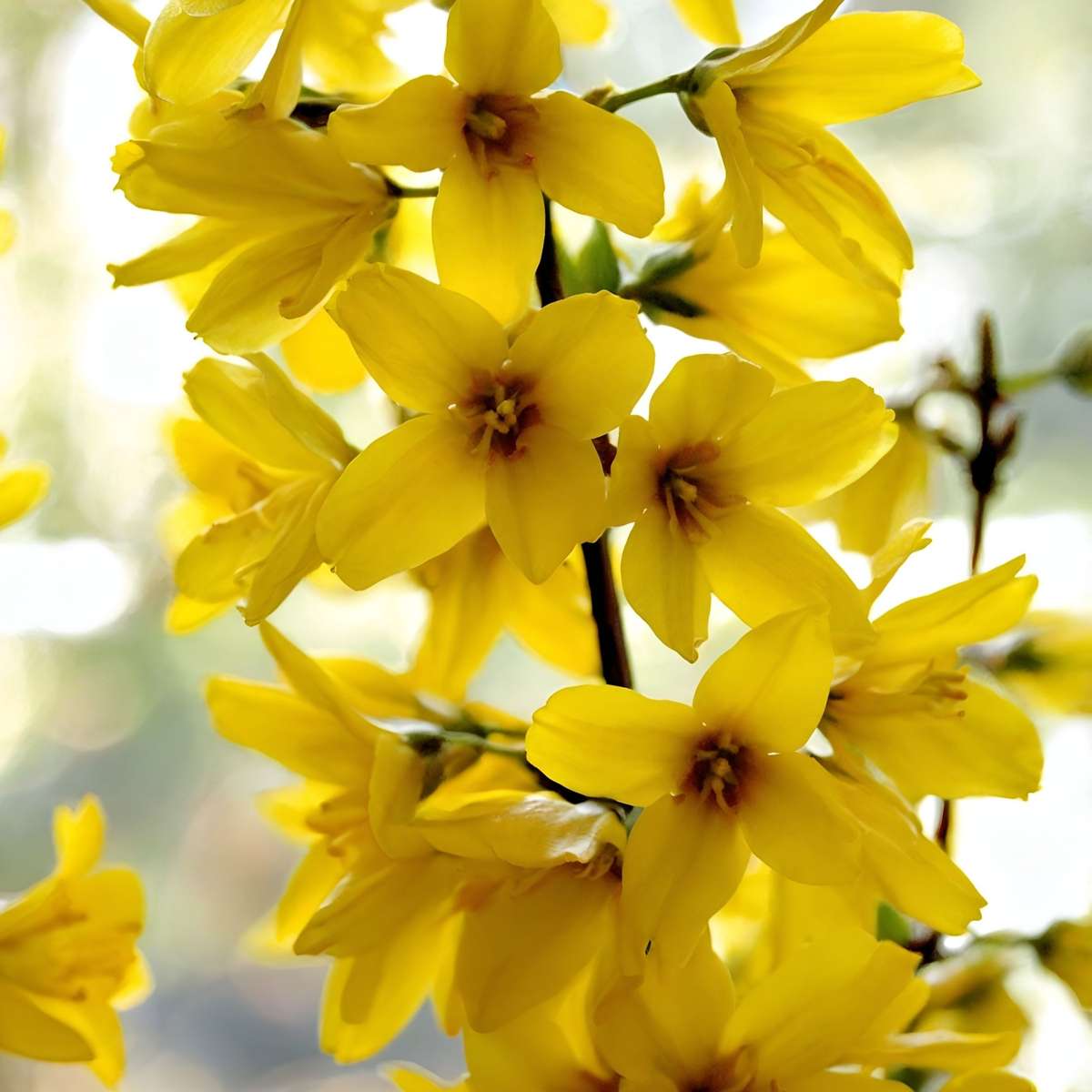 Floraison printemps - Set de 4 - Forsythia 'Minigold' - Hauteur 25-40cm - ⌀17cm
