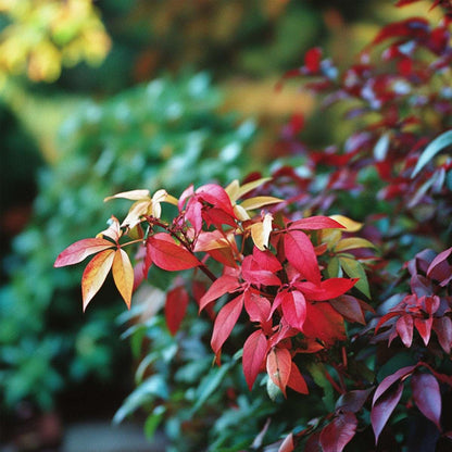 Heavenly Bamboo - 3 pcs. - Nandina domestica - Height 25-40cm - ⌀17cm