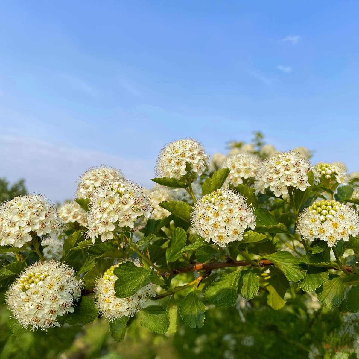 Physocarpe - Set de 2 - Physocarpus 'Dart's Gold' - Hauteur 30-40cm - ⌀17cm - TD Plantz