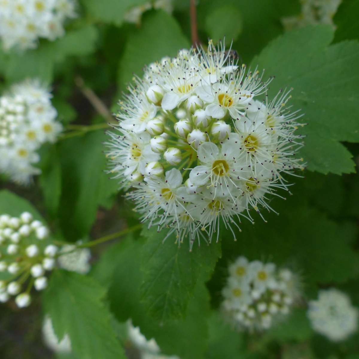 Physocarpe - Set de 2 - Physocarpus 'Dart's Gold' - Hauteur 30-40cm - ⌀17cm - TD Plantz