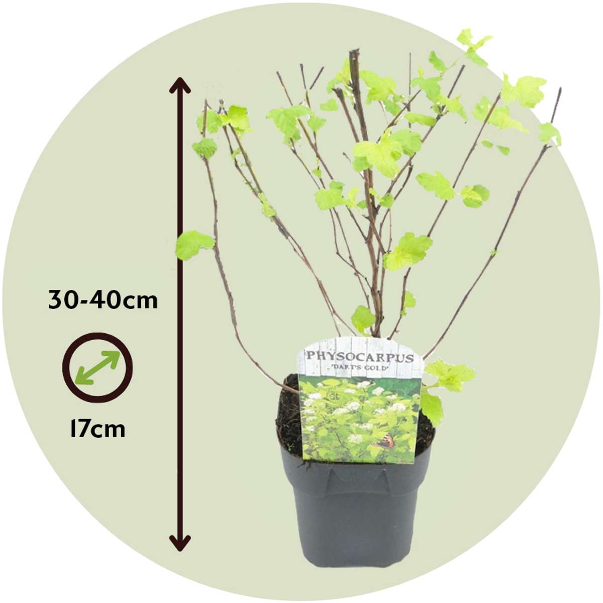 Physocarpe - Set de 2 - Physocarpus 'Dart's Gold' - Hauteur 30-40cm - ⌀17cm - TD Plantz