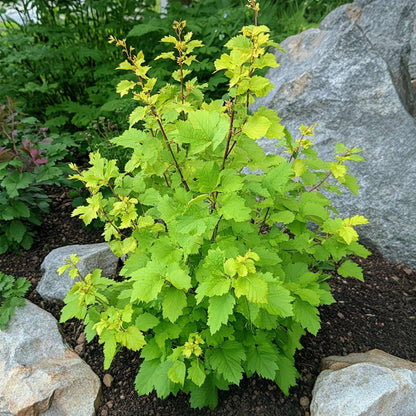 Physocarpe - Set de 4 - Physocarpus opulifolius 'Dart's Gold' - H30-40cm - ⌀17cm