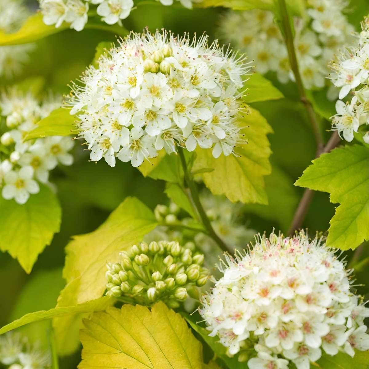 Physocarpe - Set de 4 - Physocarpus opulifolius 'Dart's Gold' - H30-40cm - ⌀17cm