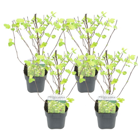 Ninebark - 4 pcs. - Physocarpus opulifolius 'Dart's Gold' - H30-40cm - ⌀17cm
