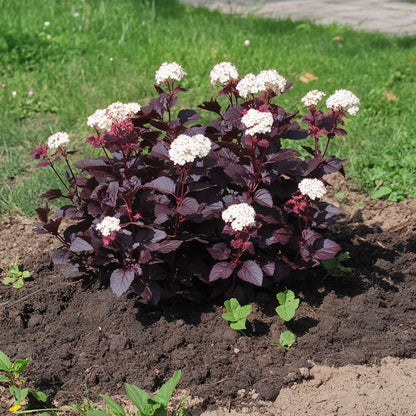 Physocarpe - Set de 2 - Physocarpus 'Lady in Red' - Hauteur 30-40cm - ⌀17cm