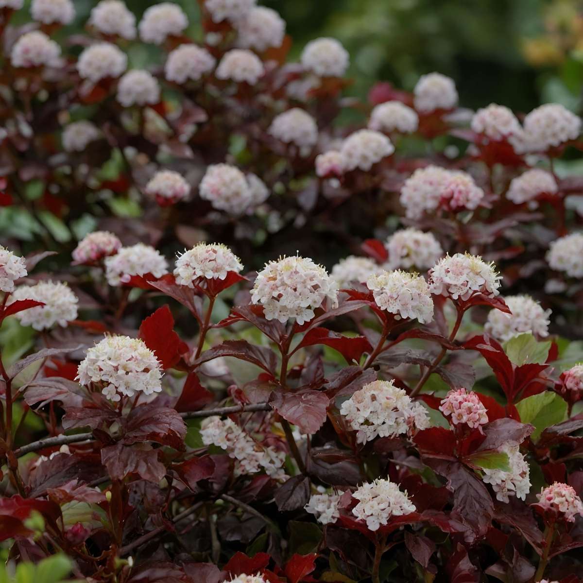 Physocarpe - Set de 4 - Physocarpus 'Lady in Red' - Hauteur 30-40cm - ⌀17cm
