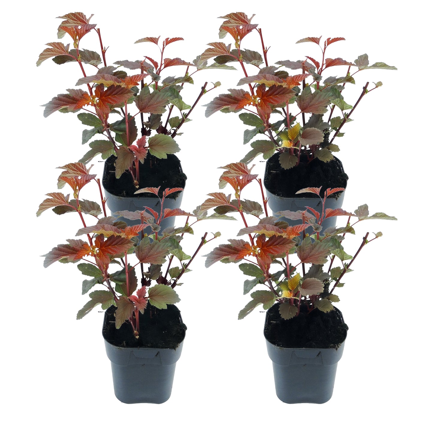 Physocarpe - Set de 4 - Physocarpus 'Lady in Red' - Hauteur 30-40cm - ⌀17cm