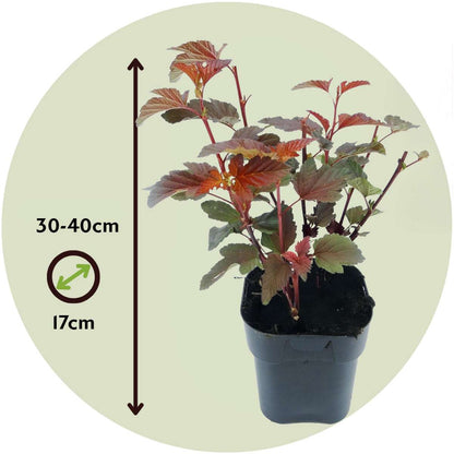 Physocarpe - Set de 4 - Physocarpus 'Lady in Red' - Hauteur 30-40cm - ⌀17cm