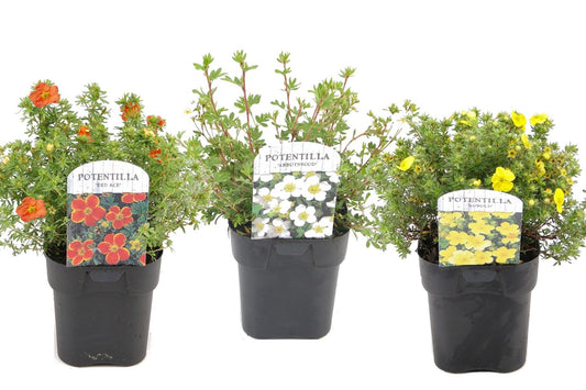Cinquefoil - 3 pcs. - Potentilla fruticosa - Height 20-30cm - ⌀17cm