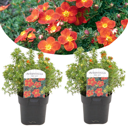 Cinquefoil - 2 pcs. - Potentilla fruticosa 'Red Ace' - Height 20-30cm - ⌀17cm