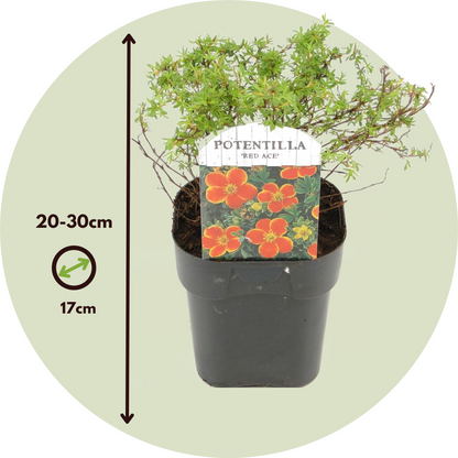 Cinquefoil - 2 pcs. - Potentilla fruticosa 'Red Ace' - Height 20-30cm - ⌀17cm